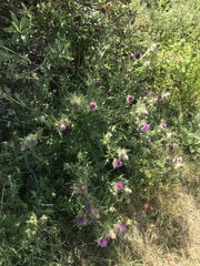 Cirsium andrewsii