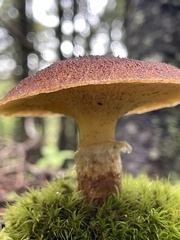 Suillus ampliporus