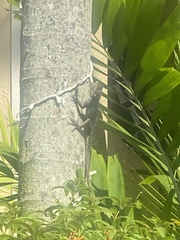 Agama picticauda