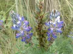 Lupinus montanus