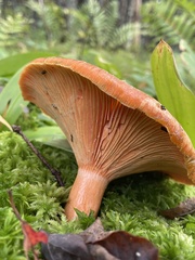 Lactarius thyinos