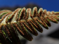 Pteridium aquilinum decompositum