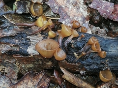 Sclerotiniaceae