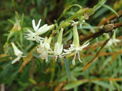 Silene tatarica