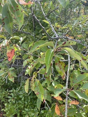 Prunus serotina