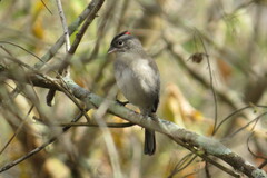 Coryphospingus pileatus