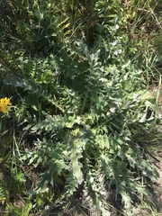 Cirsium andrewsii