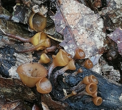Sclerotiniaceae