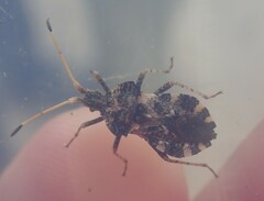 Centrocoris