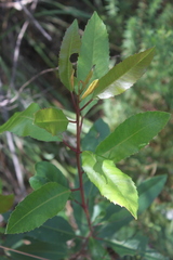 Laurophyllus capensis