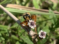 Sphex ichneumoneus