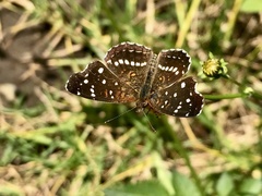 Anthanassa texana texana