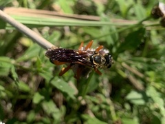 Sphex ichneumoneus