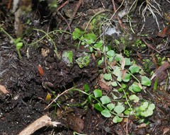 Asplenium flabellifolium