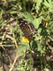 Anthanassa texana texana