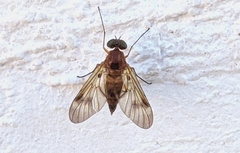 Chrysopilus