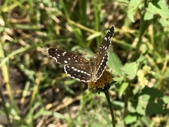 Anthanassa texana texana
