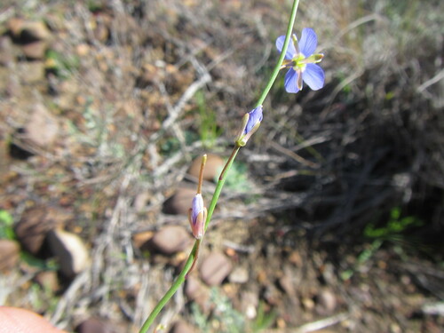 Image of Heliophila linoides by (c) douglaseustonbrown, some rights reserved (CC BY-SA)