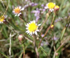 Tripolium pannonicum