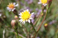 Tripolium pannonicum