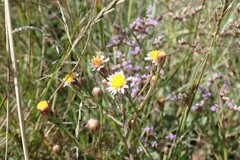 Tripolium pannonicum