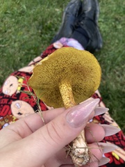 Suillus salmonicolor