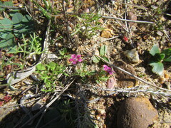 Diascia elongata