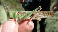 Locusta migratoria cinerascens