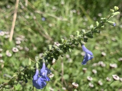 Salvia azurea