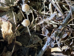 Mycena filopes