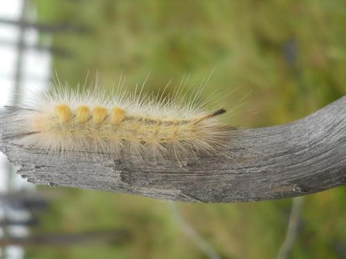 Reed Tussock