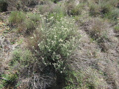Helichrysum revolutum