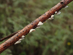 Schizophyllum amplum
