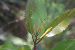 Laurophyllus capensis