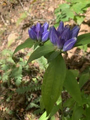 Gentiana clausa