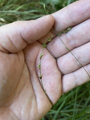 Chasmanthium sessiliflorum