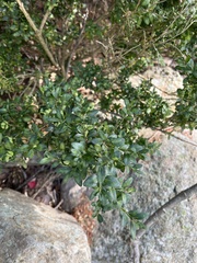 Ilex crenata