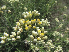 Helichrysum revolutum