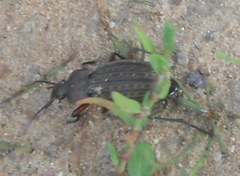 Carabus cancellatus