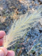 Bothriochloa longipaniculata