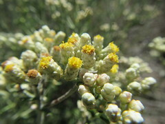 Helichrysum revolutum
