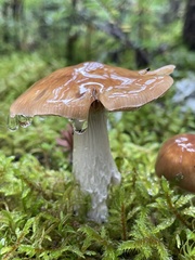 Cortinarius collinitus