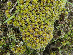 Syntrichia