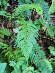 Homalosorus pycnocarpos