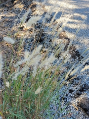 Bothriochloa longipaniculata