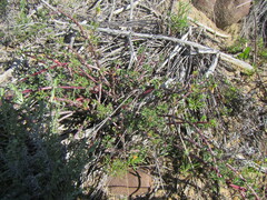 Pelargonium karooicum