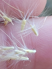 Bothriochloa longipaniculata