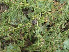 Artemisia abrotanum