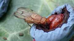 Minettia inusta