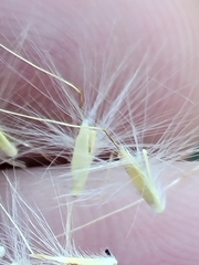 Bothriochloa longipaniculata